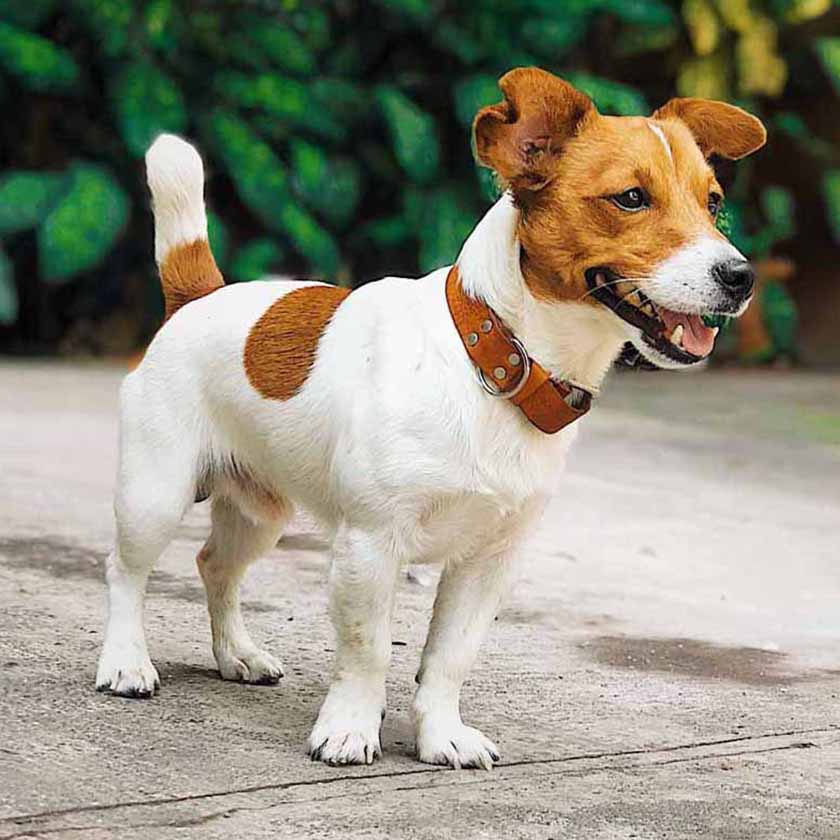 Jack Russell with Kaseta Italian leather dog collar