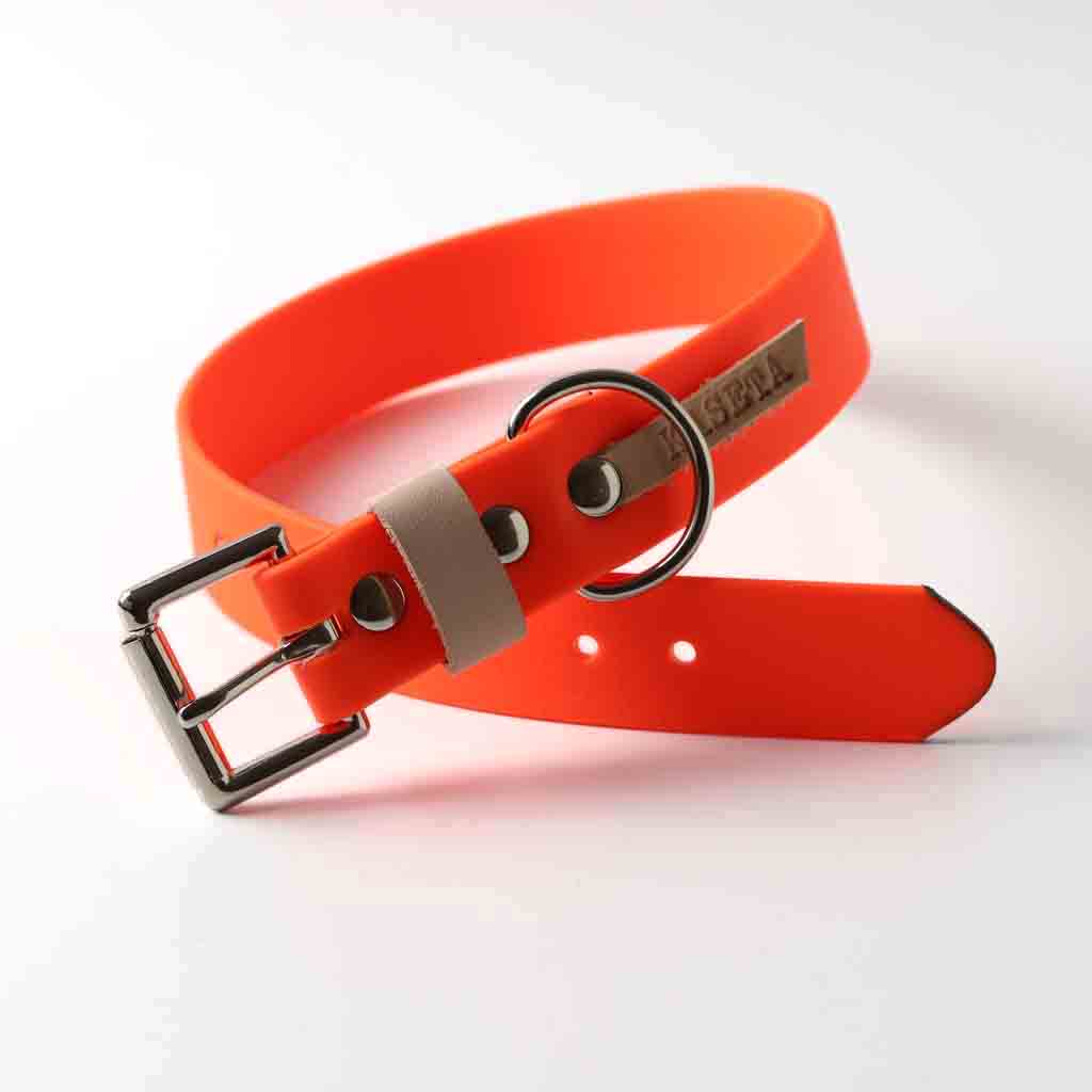 orange dog collar