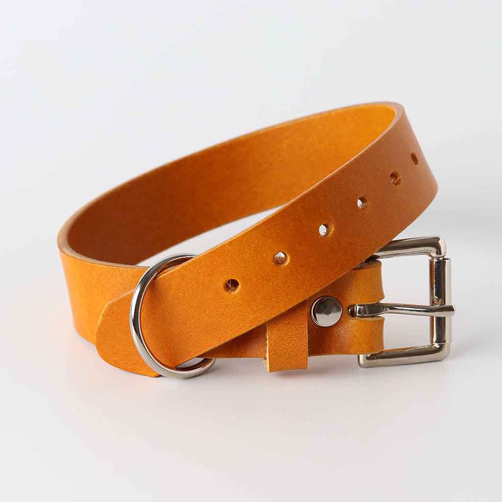Yellow dog collar by Kaseta